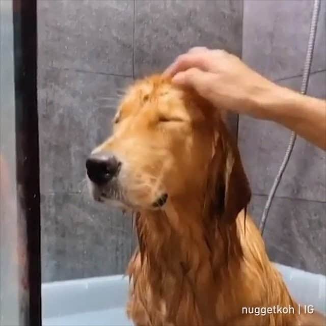 のインスタグラム：「Dis is doing a big relaxation 😌 - Want to get featured like him? Join “The Barked Club” on FACEBOOK and post something now! 👉 barked.com - 📹 @nuggetkoh - #TheBarkedClub #barked #dog #doggo #GoldenRetriever」