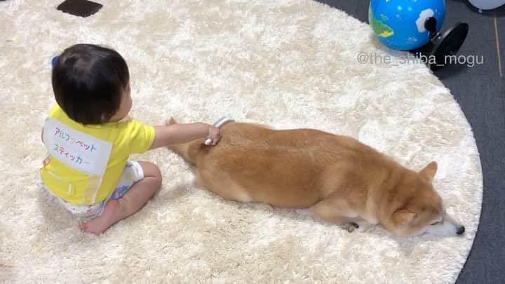 Moguのインスタグラム：「. 年中換毛期だから気を使ってくれてありがとうなの。 My sis is brushing me. #だけど上下逆なんだわそれ #ベビ子分背中の特大ステッカーは子分①に貼られたもの . @the_shiba_mogu  #柴犬 #shibainu #shiba#赤柴 #redshiba#犬 #dog#しばいぬ#nannydog#犬と子供#子供と犬#柴犬と子供#柴#赤ちゃんと犬#犬と赤ちゃん#柴犬と赤ちゃん#赤ちゃんと柴犬#柴犬のいる暮らし#子守犬」