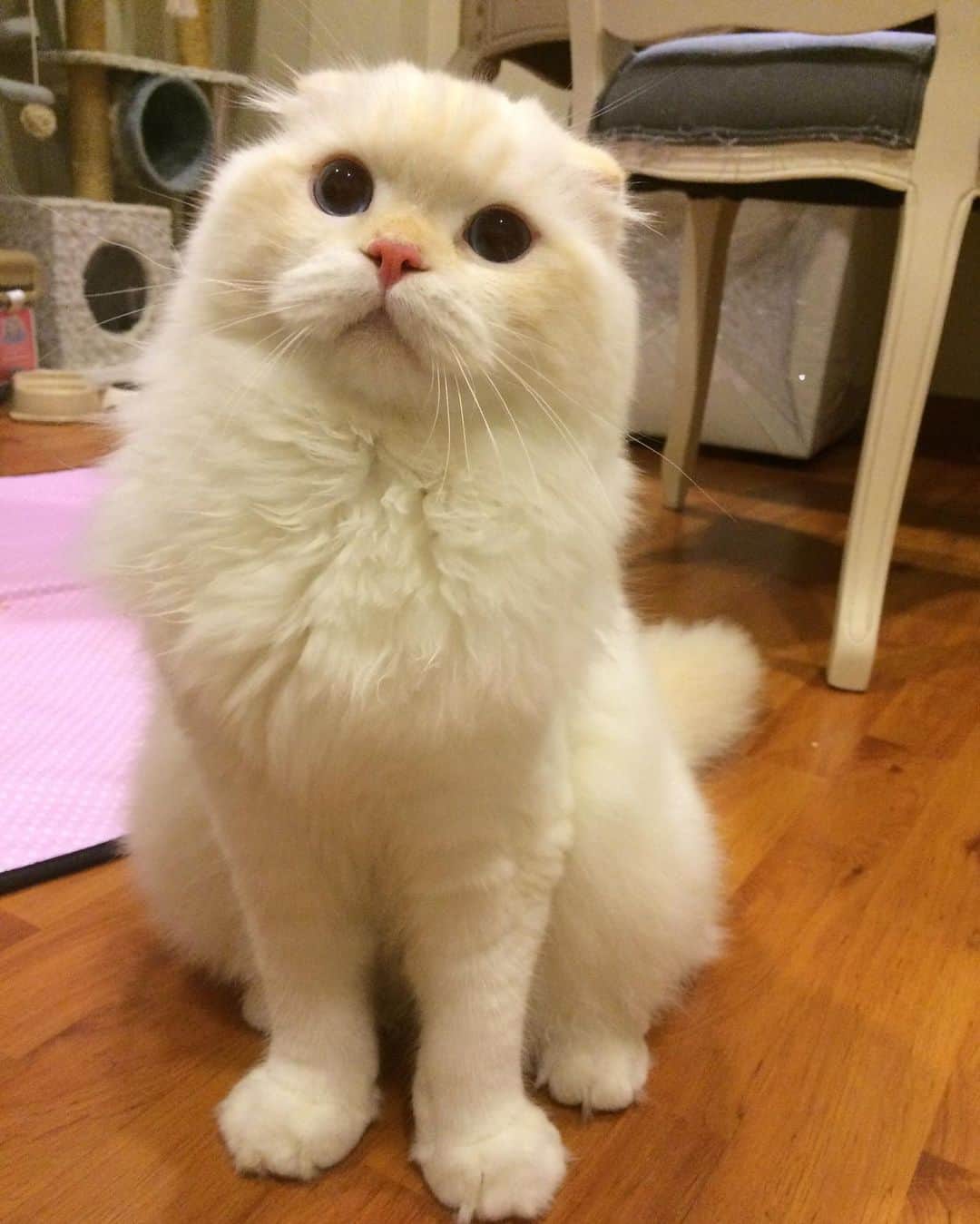 Haruのインスタグラム：「Samoyed dog wannabe 🐩」