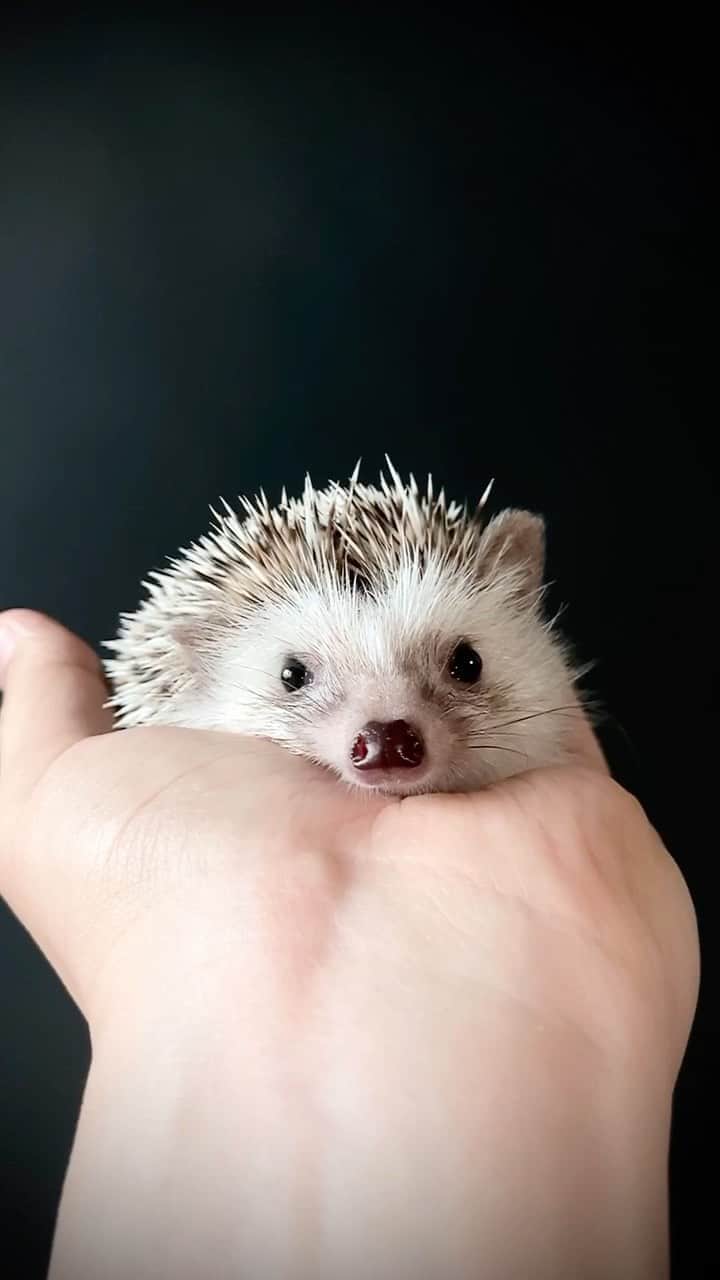ダーシーのインスタグラム：「🦔🎹🎶✨ “It was all because I listened to Bach’s melody at night, that my heart became like this.” 🎼Sakanaction」