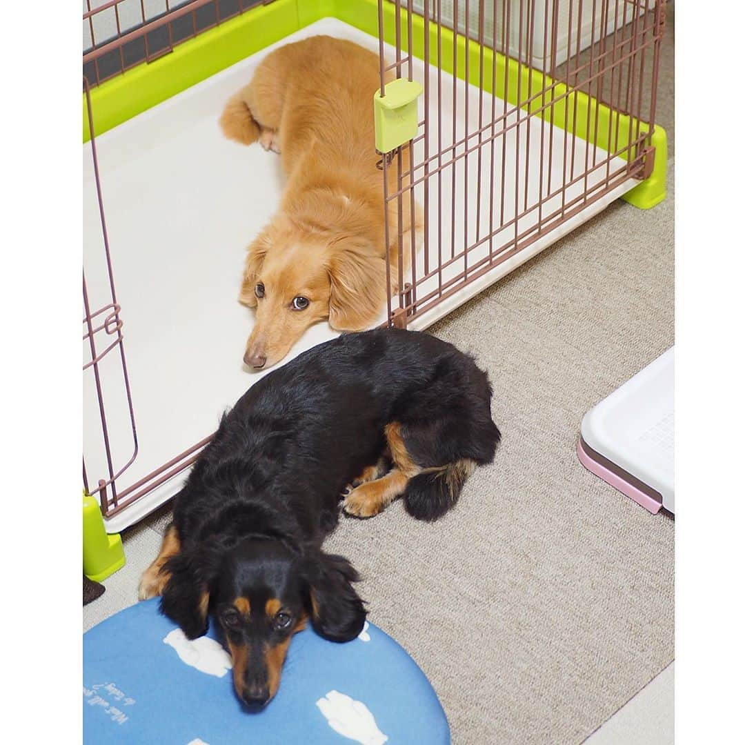 Sora Momoさんのインスタグラム写真 - (Sora MomoInstagram)「連なって寛ぐそらともも🐶🐾🐶 ☺︎ 多分本人達は連なってるつもりじゃなくて 涼しいところで寛いでるだけだと思うけど😅 おもしろいからってお姉ちゃんが撮ってくれました ☺︎ #涼しい場所で休憩 #連なって寛ぐ#上目遣いで#カメラを見る#また撮ってるよ#ちょっと怒ってる？#仲良し#そらともも#お姉ちゃん撮影 #ダックス#ミニチュアダックス #dachshund #minuaturedachshund」8月17日 22時33分 - teratera_sorapu_