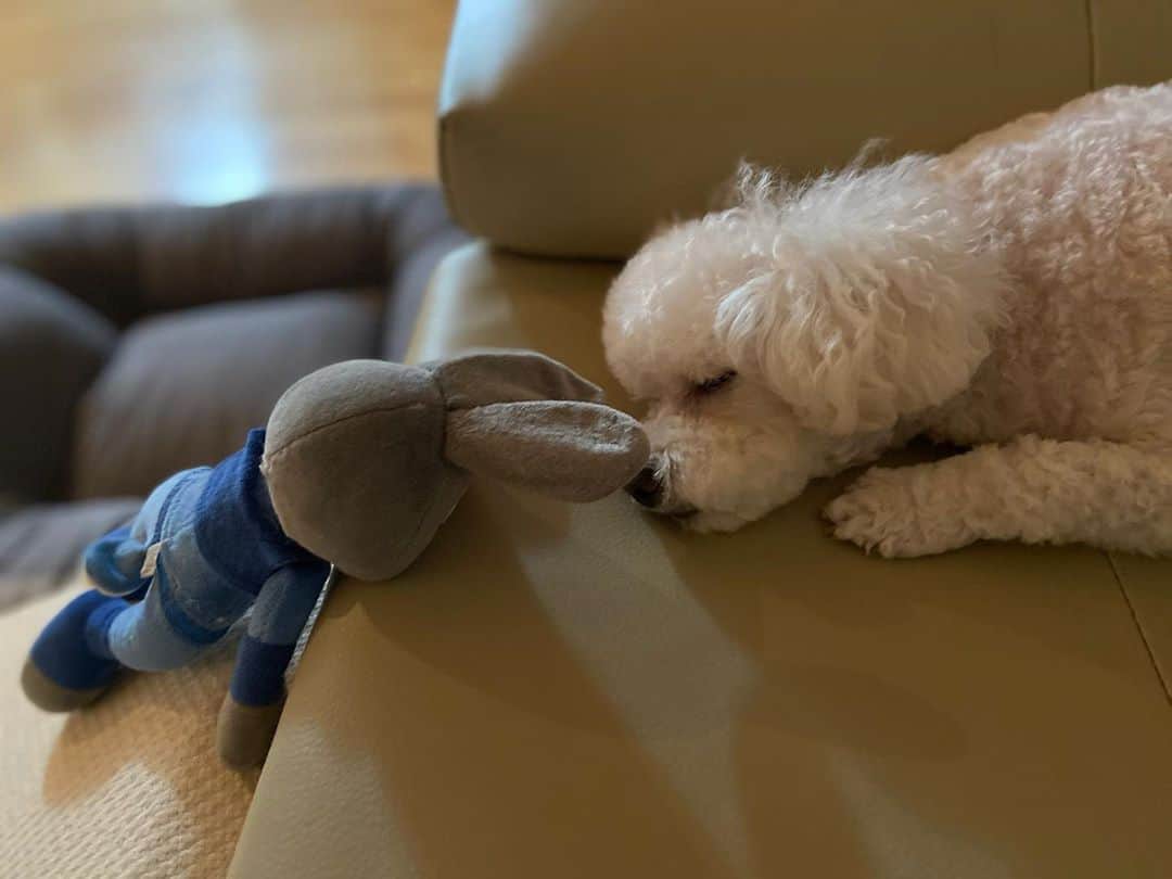 パク・シウンのインスタグラム：「#goodnight 🐶😴💕🙏」