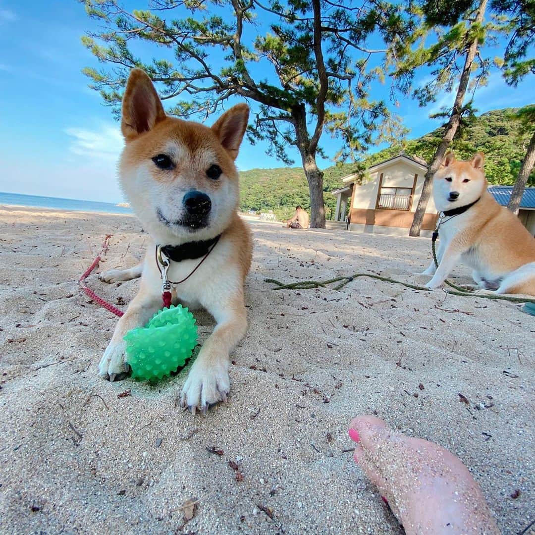 柴犬Mamesuke・Korosuke??大阪さんのインスタグラム写真 - (柴犬Mamesuke・Korosuke??大阪Instagram)「🐱🐻 🐾----*----*----*----*🐾 今日は豆ちゃん 6歳の誕生日🎂✨ ・ コロナ対策しっかりして 海に遊びに行ってきました✨ ・ 豆ちゃんは水が怖いから ほぼ荷物番😂 ・ コロちゃんは新しいボールがあれば 怖いもの知らずで、どんどん 自ら海に飛び込んで入ってました🌊 ・ 後半なんて本当に上手に泳いでて、 ママもパパも感心しっぱなし🥰 ・ 帰りは疲れて車でウトウトしてたね❣️ ・ 豆ちゃん、これからもズーーーット健康で長生きしてねー☺️ ・ うちの子になってくれてありがとう💕 大好きだよー😘 🐾----*----*----*----*🐾 #MameKoro #豆コロ #豆柴 #柴犬 #赤柴 #豆介 #コロ介 #shibagram #shibastagram #shibainu #shiba #shibadog #🐕📷 #いぬのきもち」8月17日 22時34分 - mame_suke_i