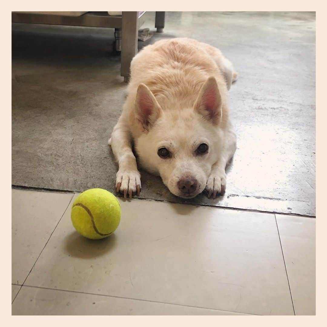 パンといっぴきのインスタグラム：「#元保護犬 #雑種犬 #crossbreed #mixdog #キップル14歳」