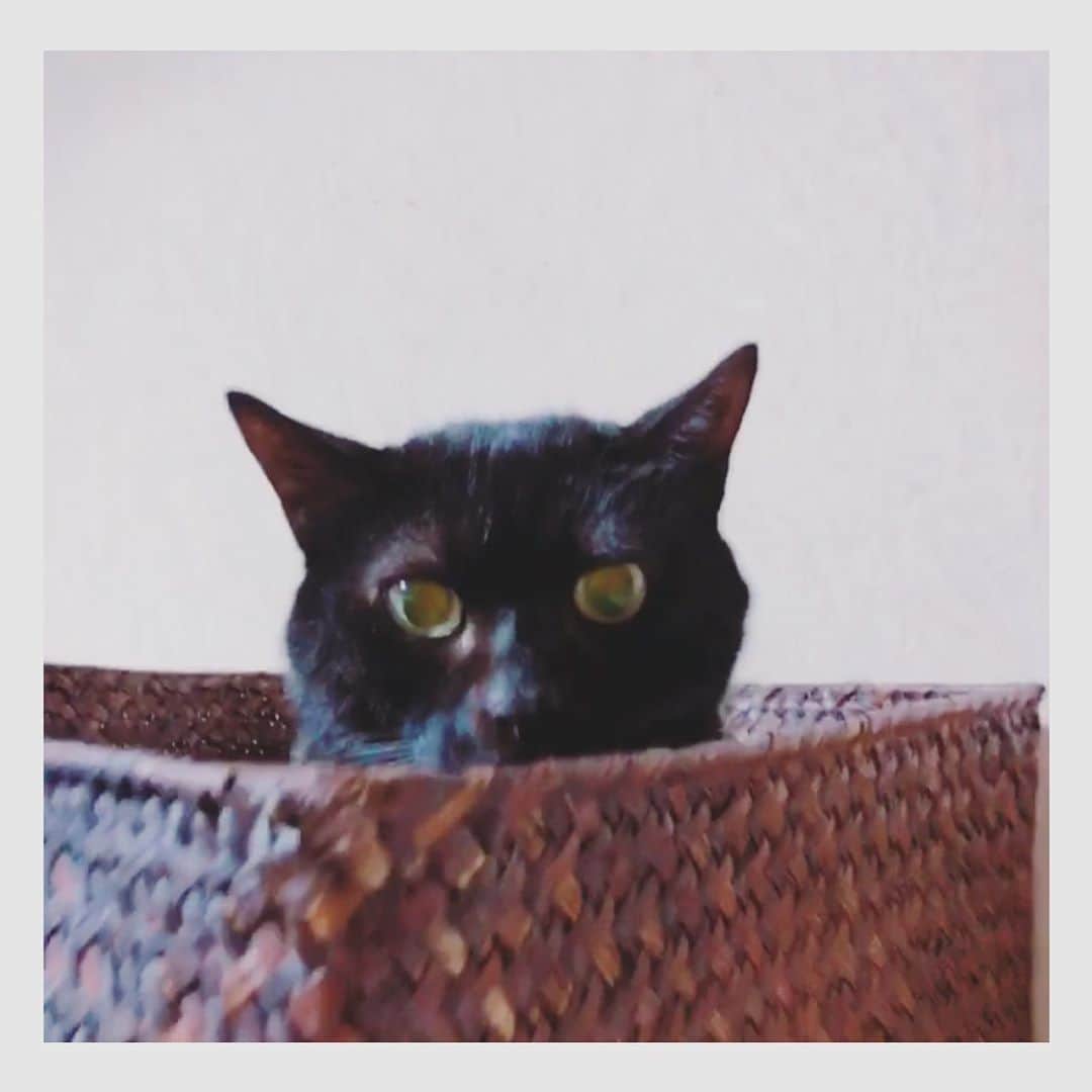 小原好美さんのインスタグラム写真 - (小原好美Instagram)「今日は黒猫感謝の日なんだって。 私のだいすきなクゥ 早く逢いたいっ  そんな話をしていたら 母親が動画を送ってくれて 「溶けずに頑張ってる」と報告してくれました。笑  小原家で一番優しいクゥ いつまでも元気でいてね  だいすき。  #小原クゥ #黒猫感謝の日 #猫 #みなさんは大事なペットいますか？」8月17日 22時50分 - konomi_kohara0628