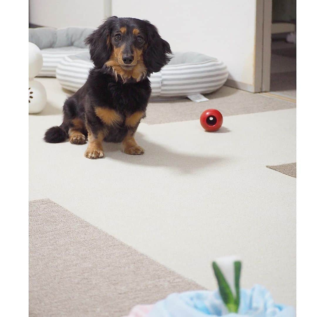 Sora Momoさんのインスタグラム写真 - (Sora MomoInstagram)「お姉ちゃんの無茶ぶりに困惑するもも🐶🐾 ☺︎ あそこにネギが植ってるって言われてもねぇ🐶💦 ☺︎ #ももにおもちゃで遊んでほしいだけ#いろいろやってみるお姉ちゃん#でもちょっと変#もも困惑#仲良し#ももとお姉ちゃん #ダックス#ミニチュアダックス #dachshund #miniaturedachshund」8月17日 22時57分 - teratera_sorapu_