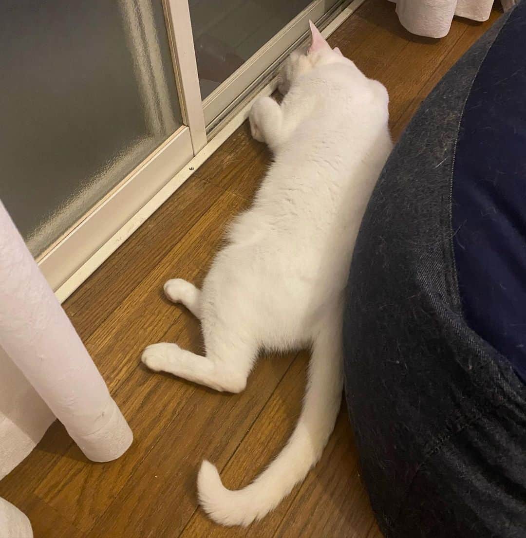 金巻ともこさんのインスタグラム写真 - (金巻ともこInstagram)「暑いわね  #hakuchai #cat #猫多頭飼い #whitecat #白猫 #catstagram」8月17日 23時01分 - tomotomoco