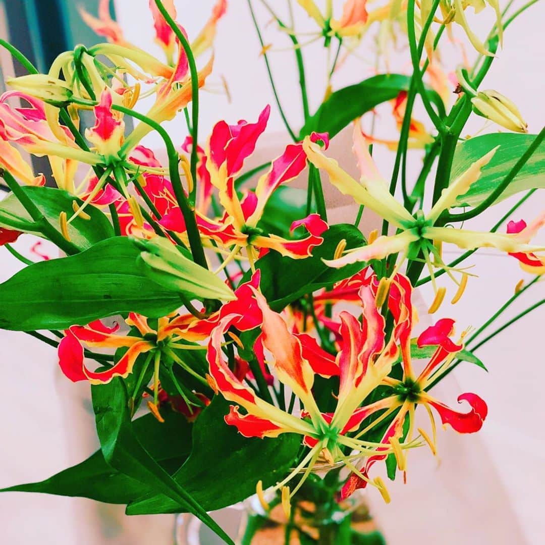菊間千乃さんのインスタグラム写真 - (菊間千乃Instagram)「1番好きな花。グロリオサ😍 花言葉は、勇敢、栄光ですって〜 #2020スマイルフラワープロジェクト」8月17日 23時21分 - kikuma_yukino