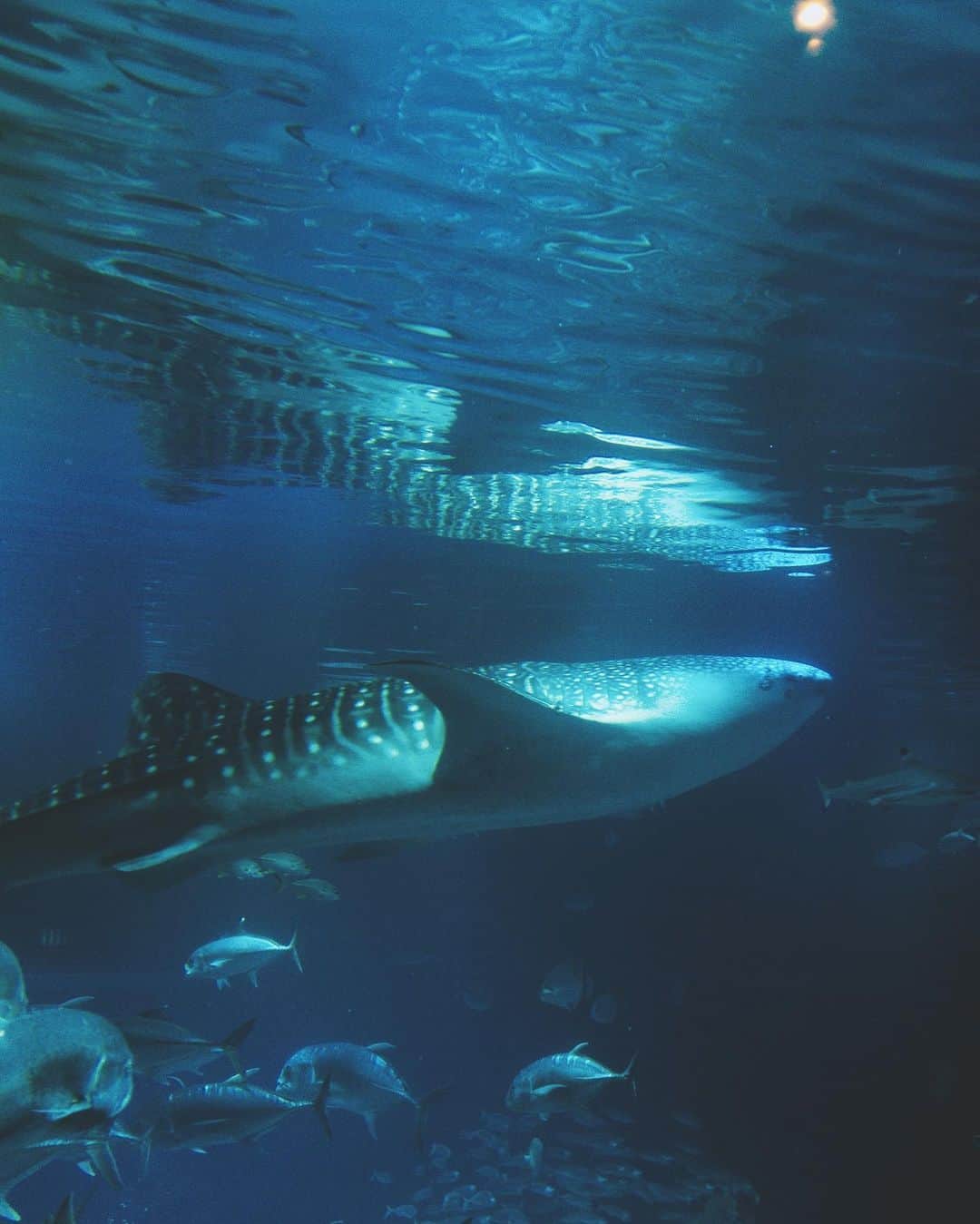 shinichi38さんのインスタグラム写真 - (shinichi38Instagram)「﻿ ﻿ whale shark 🐋﻿」8月17日 23時49分 - shinichillout54