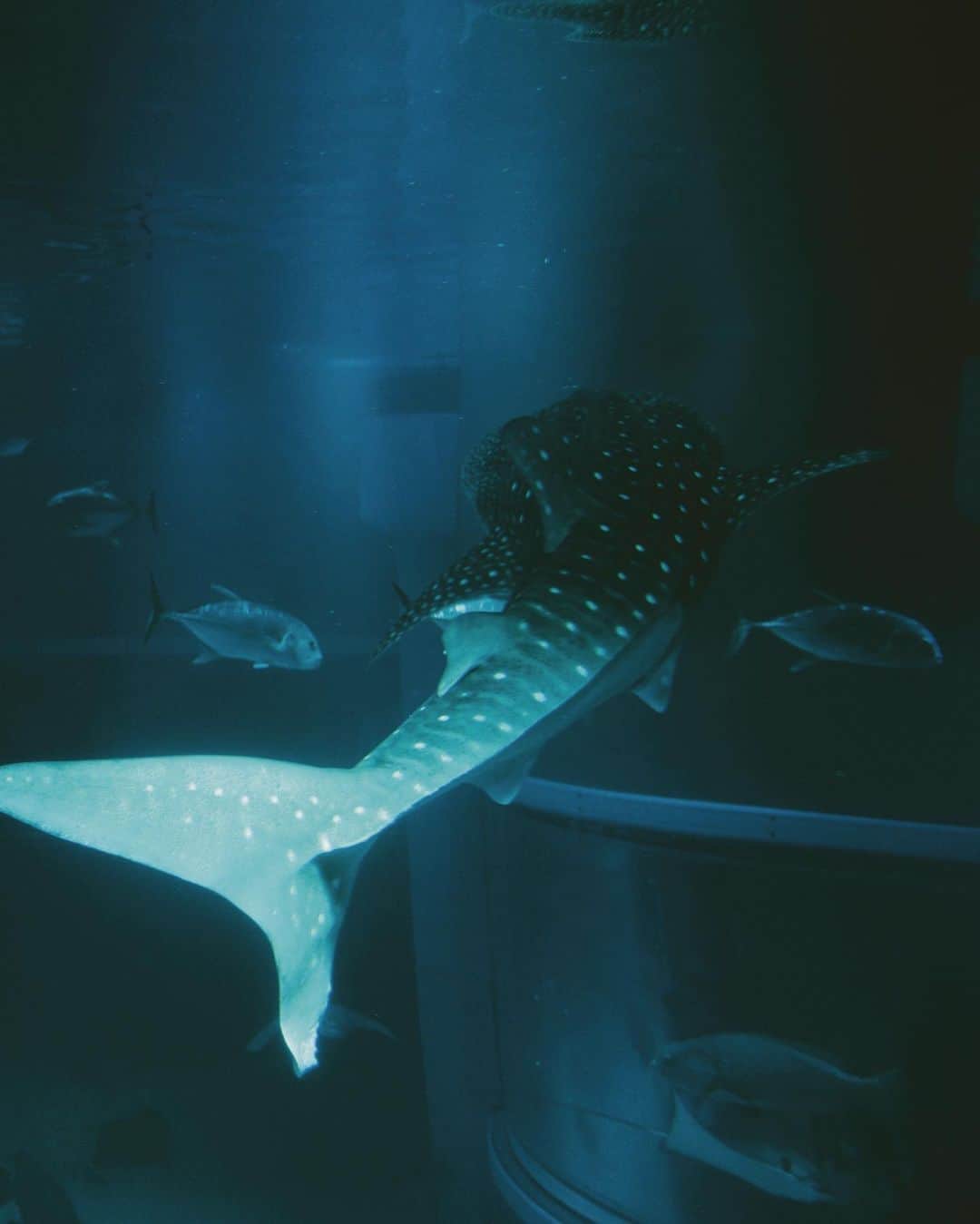 shinichi38のインスタグラム：「﻿ ﻿ whale shark 🐋﻿」