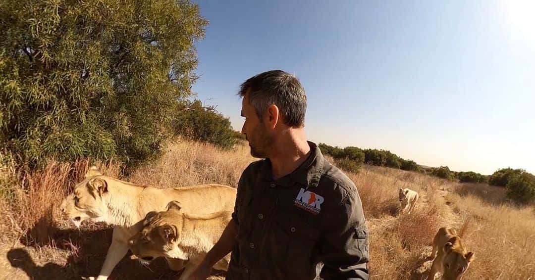 Kevin Richardson LionWhisperer さんのインスタグラム写真 - (Kevin Richardson LionWhisperer Instagram)「Filming some 360 VR footage for #lionwhisperertv on the #gopromax  to give you guys a more immersive feel as to what it feels like to walk with a pride of lions. There are lions behind and in front of me. In fact in these pictures, more behind than in front. One question I get asked a lot, is if I need to always have the lions walking in front of me, so that I can keep a watchful eye, just in case one is biding their time, waiting to take an opportunity to get me. Well lions don’t work that way. You’re either part of their group or not. They don’t plot or connive waiting for the ‘right time’. This a human trait, an ugly human trait, but at the same time I always emphasise that my relationships with these particular lions is giving them a better life in captivity, one they’d never be able to have if the friendship wasn’t there. If you want to know more about the relationships go back in my feed a few posts. I explain it there. Would I like to see all these lions wild and free? Well of course yes, in an ideal world that doesn’t exist and never will as long as humans are around. In my humble opinion lions in captivity need so much more than food and water and every now and again an enrichment toy thrown over the fence for good measure.」8月18日 0時01分 - lionwhisperersa