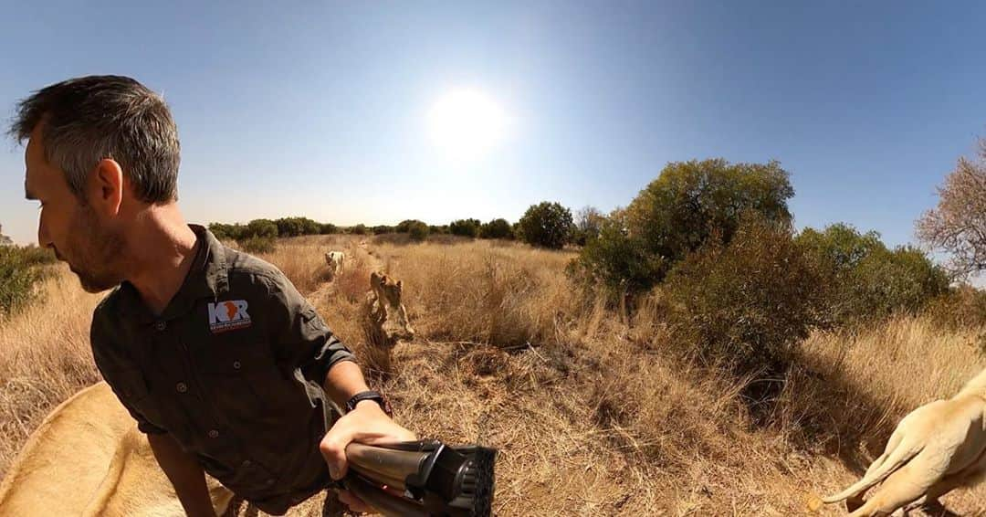 Kevin Richardson LionWhisperer さんのインスタグラム写真 - (Kevin Richardson LionWhisperer Instagram)「Filming some 360 VR footage for #lionwhisperertv on the #gopromax  to give you guys a more immersive feel as to what it feels like to walk with a pride of lions. There are lions behind and in front of me. In fact in these pictures, more behind than in front. One question I get asked a lot, is if I need to always have the lions walking in front of me, so that I can keep a watchful eye, just in case one is biding their time, waiting to take an opportunity to get me. Well lions don’t work that way. You’re either part of their group or not. They don’t plot or connive waiting for the ‘right time’. This a human trait, an ugly human trait, but at the same time I always emphasise that my relationships with these particular lions is giving them a better life in captivity, one they’d never be able to have if the friendship wasn’t there. If you want to know more about the relationships go back in my feed a few posts. I explain it there. Would I like to see all these lions wild and free? Well of course yes, in an ideal world that doesn’t exist and never will as long as humans are around. In my humble opinion lions in captivity need so much more than food and water and every now and again an enrichment toy thrown over the fence for good measure.」8月18日 0時01分 - lionwhisperersa