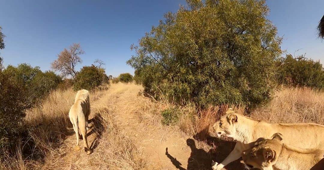 Kevin Richardson LionWhisperer さんのインスタグラム写真 - (Kevin Richardson LionWhisperer Instagram)「Filming some 360 VR footage for #lionwhisperertv on the #gopromax  to give you guys a more immersive feel as to what it feels like to walk with a pride of lions. There are lions behind and in front of me. In fact in these pictures, more behind than in front. One question I get asked a lot, is if I need to always have the lions walking in front of me, so that I can keep a watchful eye, just in case one is biding their time, waiting to take an opportunity to get me. Well lions don’t work that way. You’re either part of their group or not. They don’t plot or connive waiting for the ‘right time’. This a human trait, an ugly human trait, but at the same time I always emphasise that my relationships with these particular lions is giving them a better life in captivity, one they’d never be able to have if the friendship wasn’t there. If you want to know more about the relationships go back in my feed a few posts. I explain it there. Would I like to see all these lions wild and free? Well of course yes, in an ideal world that doesn’t exist and never will as long as humans are around. In my humble opinion lions in captivity need so much more than food and water and every now and again an enrichment toy thrown over the fence for good measure.」8月18日 0時01分 - lionwhisperersa