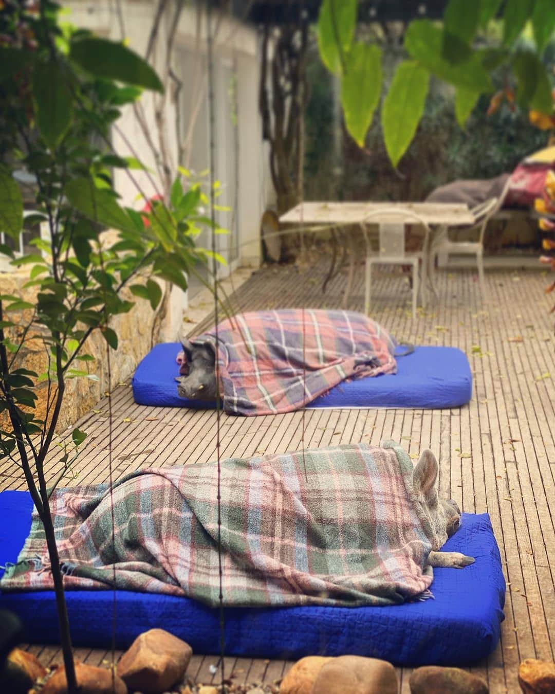 Jamonのインスタグラム：「We want to stay in bed all day long, so we move our bed to the garden. Mom can’t say we’re lazy and don’t go outside.  #coldday #stayinbed #stayhome #jamonthepig #mondaymotivation #mondaymood #pig #pigs #petnotfood #petsnotfood #pet #pets #pigaspets」