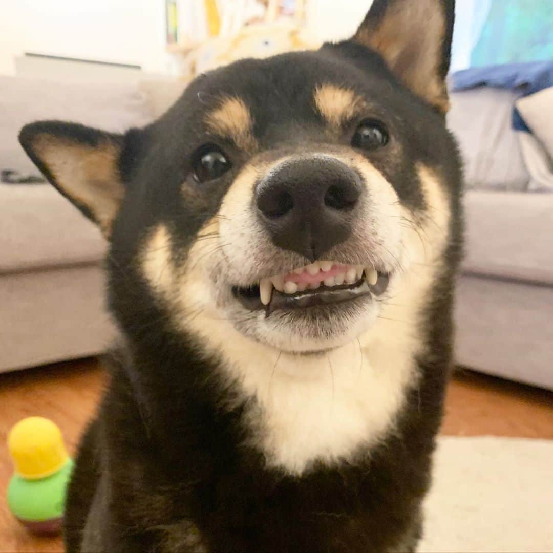 ?Fricko the Shiba Inu?のインスタグラム：「Bleh 😝  🐾 🐾 🐾 #Keaton #🐶 #shiba #shibainu #dog #柴犬 #黒柴 #子犬 shibaholics #dogoftheday #dogslife #weeklyfluff  #dogstagram  #dogscorner #shibapuppy #puppiesofinstagram #shibadog #shibalove #shibagram」