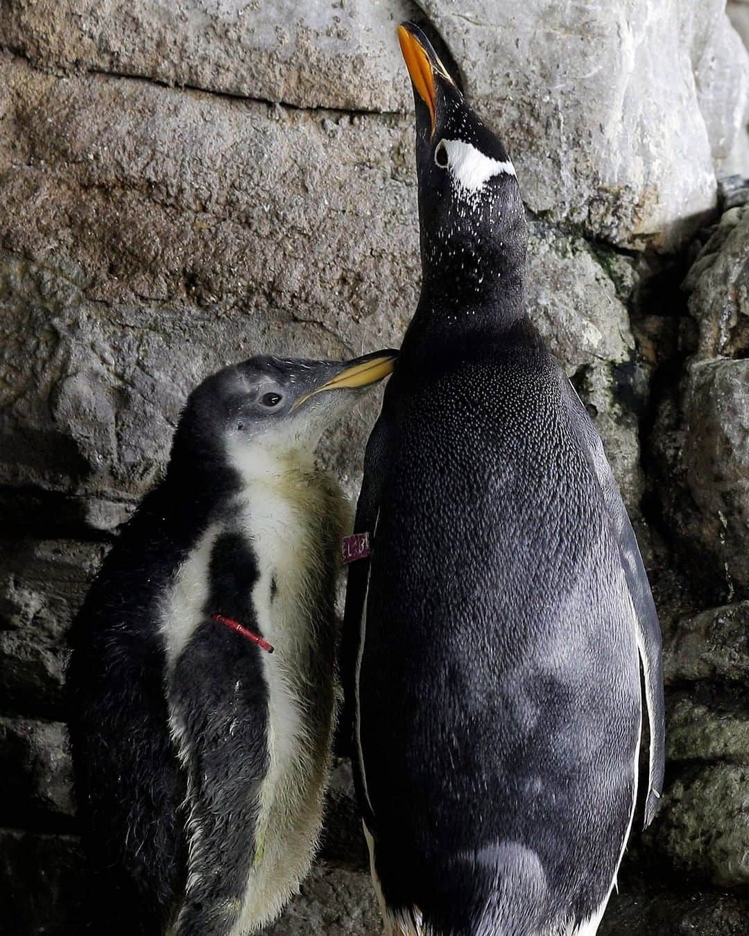 ABC Newsさんのインスタグラム写真 - (ABC NewsInstagram)「A little penguin waits next to his mother at their facilities of Oceanographic Aquarium's Antarctic Zone in Valencia, Spain. The baby penguin was incubated and bred by two female penguins Electra and Vila, despite the egg belonging to another penguin couple. (Kai Foersterling/EPA via Shutterstock) #penguins #babyanimals #cuteanimals #spain #zoo」8月18日 0時14分 - abcnews