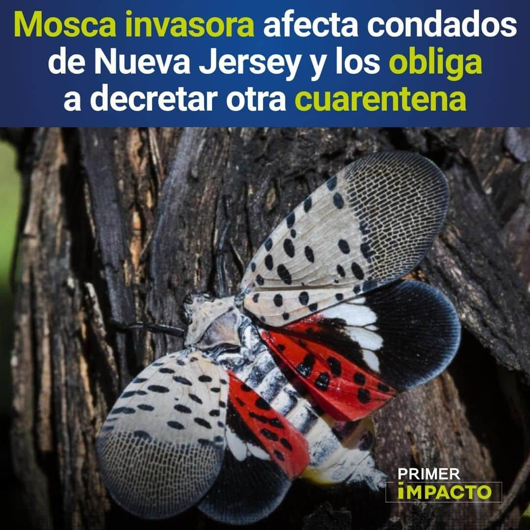 Primer Impactoさんのインスタグラム写真 - (Primer ImpactoInstagram)「Una #mosca invasora afecta condados de #NuevaJersey y los obliga a decretar otra #cuarentena.  Se trata de un insecto originario de China y Corea del Sur que ahora pone en riesgo más de 70 especies de plantas.  No es una amenaza para los seres humanos o los animales y solo puede volar distancias cortas, pero esta mosca es conocida por su capacidad para aferrarse a los vehículos.  Por esta razón, se puso en cuarentena adicional a ocho condados: #Warren, #Hunterdon, #Mercer, #Burlington, #Camden, #Gloucester, #Salem y #Somerset, y se les insta a las personas que inspeccionen sus autos en busca del insecto antes de partir.  Más de los efectos de esta especie invasora en el link de nuestra biografía.  #PrimerImpacto.」8月18日 0時23分 - primerimpacto