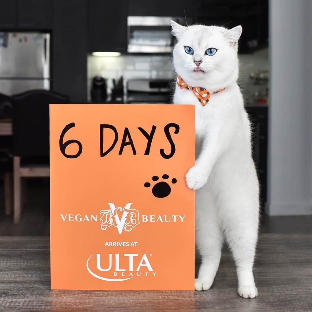 コビーさんのインスタグラム写真 - (コビーInstagram)「Today, six is the magic number—and the amount of days until @kvdveganbeauty is available @ultabeauty. Now as far as the face I’m making, well, no comment. #ad #UBxKVDVB」8月18日 0時56分 - cobythecat