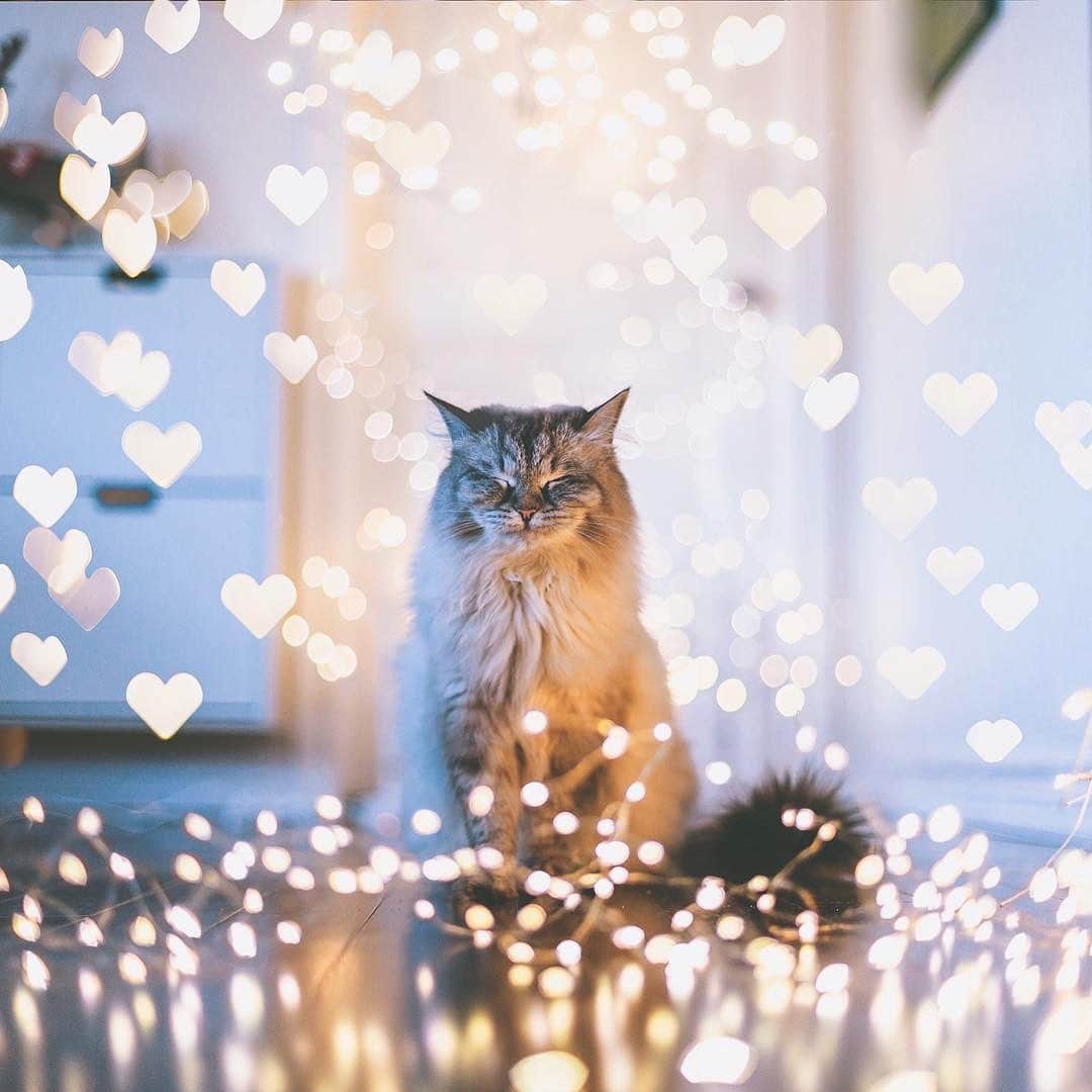Holly Sissonのインスタグラム：「This is a shot of Alice I took a couple of winters ago. Alice is doing fairly well, she’s eating better, which is a good sign. It’s her 11 birthday on the 25th, and my birthday in between now and then, so I’ll be taking a social media break. See you in September! (Selling the camera I shot this with, contact me via my bio if interested!) #SiberianCat #Toronto #cat #bokeh #Siberian (See more of Alice, Finnegan, and Oliver, on @pitterpatterfurryfeet) ~ Canon 1D X MkII + 50 f1.4 @ f1.4 (+ Lomography 85mm #Petzval Art Lens for heart bokeh) See my bio for full camera equipment information plus info on how I process my images. 😊」