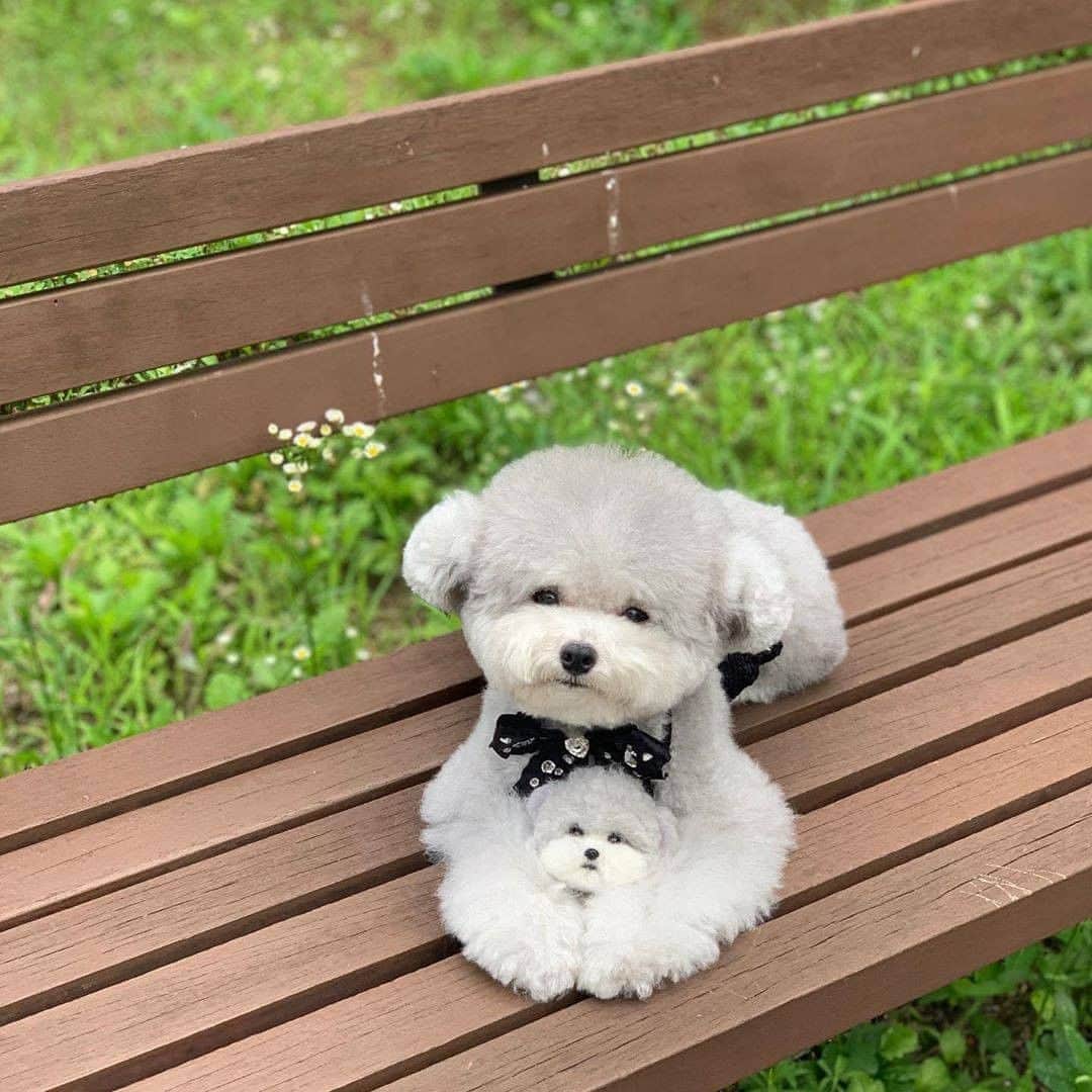 8crapさんのインスタグラム写真 - (8crapInstagram)「Good girl and her mini-me 💛 - 📹 @spicedogsss - #barked #dog #doggo #Poodle」8月18日 1時01分 - barked
