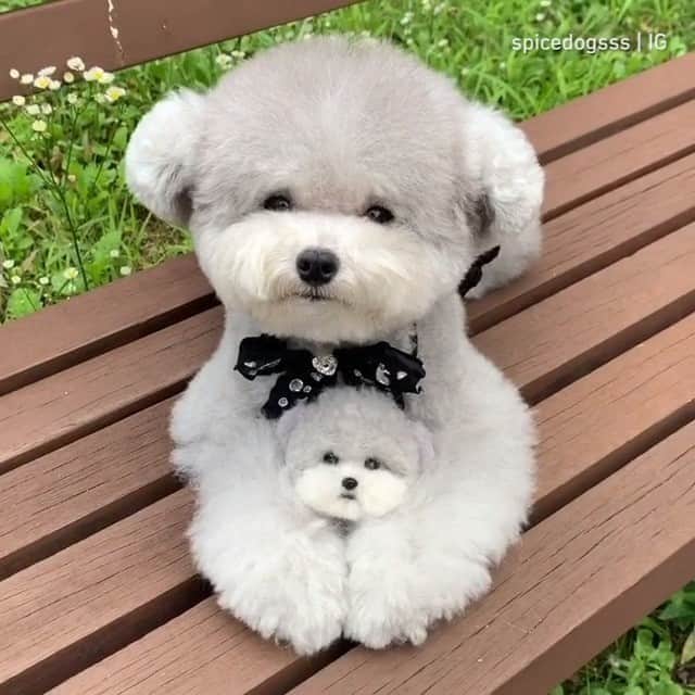 のインスタグラム：「Good girl and her mini-me 💛 - 📹 @spicedogsss - #barked #dog #doggo #Poodle」