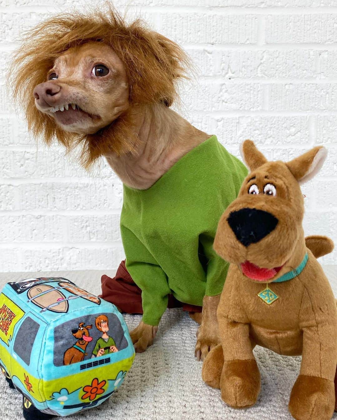Tuna {breed:chiweenie} さんのインスタグラム写真 - (Tuna {breed:chiweenie} Instagram)「ZOINKS! The special edition SCOOB! BarkBox was out of stock but now it’s back as of today! We have loved @barkbox from the very beginning, and we also love Scooby-doo, so when we heard that this groovy box, filled with Scoob toys and treats, was restocked, we wanted one! The toys are beyond adorable, and the treats are delicious (according to Tuna, haha)! For more info on this special edition box, visit barkbox.com/tuna, or the link in Tuna’s bio! Ps: It makes for a great gift too, and it ships for free! #ad」8月18日 1時20分 - tunameltsmyheart