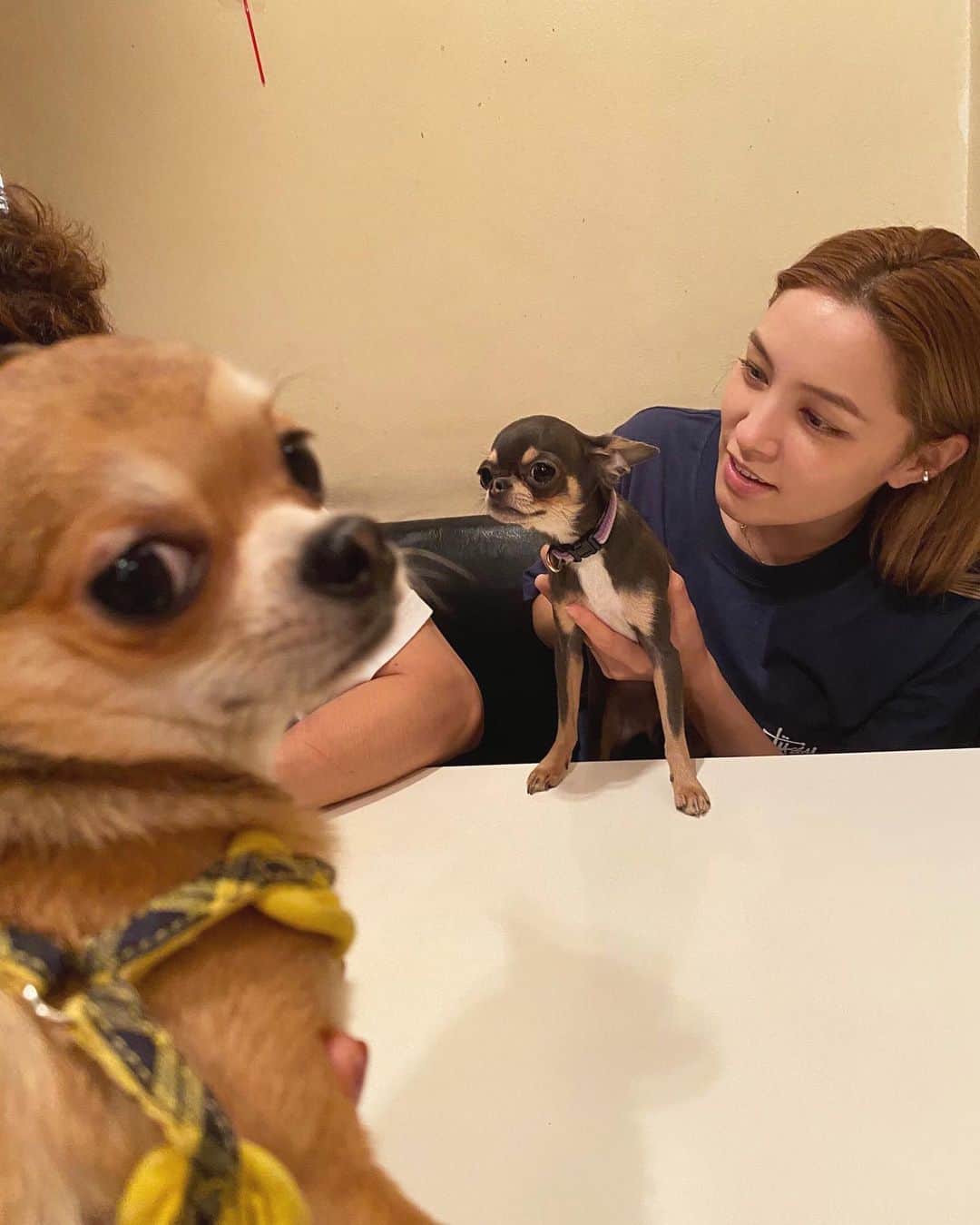 ステファニーのインスタグラム：「🐕🐕🌼💛 チワワ村の村長達と会食 楽しゅうございました！w」
