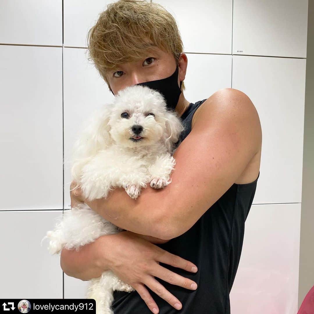 道木優輝のインスタグラム：「. コロナの影響もあり福井にいる愛犬の海愛に会えないので、周りのワンちゃんが僕の癒し🐶 . #repost @lovelycandy912 ・・・ ドギトレのどぎちゃんに抱っこしてもらった✌️ #toypoodle#toypoodlelove#toypoodlegram#toypoodlelife#tinypoodle#poodle#whitepoodle#toypoodlewhite#doglove#トイプードル#トイプードル女の子#トイプードルホワイト#トイプードルホワイト女の子#犬のいる暮らし #mr9gym #パーソナルトレーニング #広尾 #ペットと通えるジム #癒し」