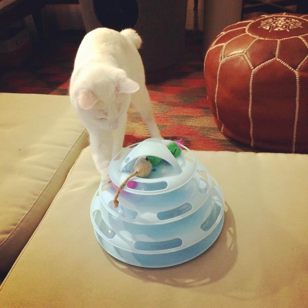 岡田屋鉄蔵のインスタグラム：「新入り子猫にと購入した玩具に夢中になるナブさん。…いいよいいよ、それは君のだ。」