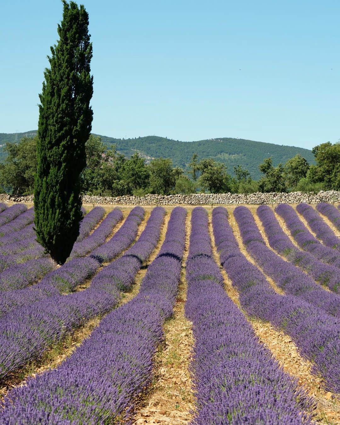 Vogue Parisさんのインスタグラム写真 - (Vogue ParisInstagram)「#VogueAddressBook With a view that falls across the lavender fields and ancient olive trees, @VignaRestaurant has opened its doors in Provence just in time for the summer. With a menu by @JuanArbelaezChef, local produce is celebrated through dishes like ceviche with melon and citrus, gazpacho made from seasonal fruits and vegetables and homemade ravioli, all washed down with wines made from the vineyards in the area」8月3日 16時53分 - voguefrance