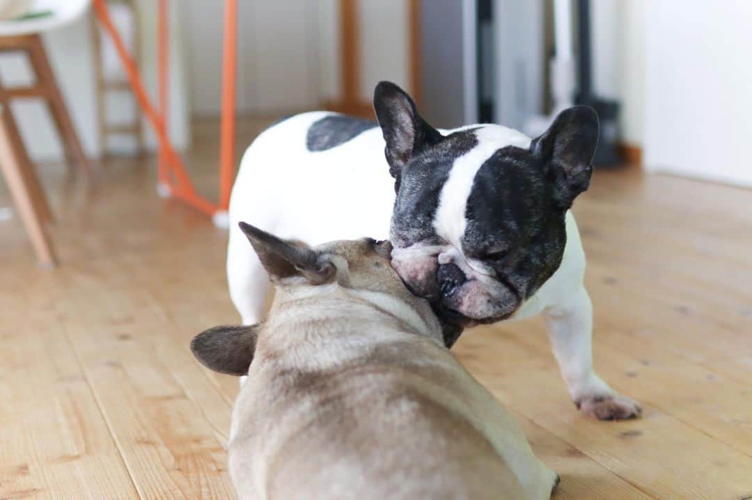 French Bulldog Lifeのインスタグラム