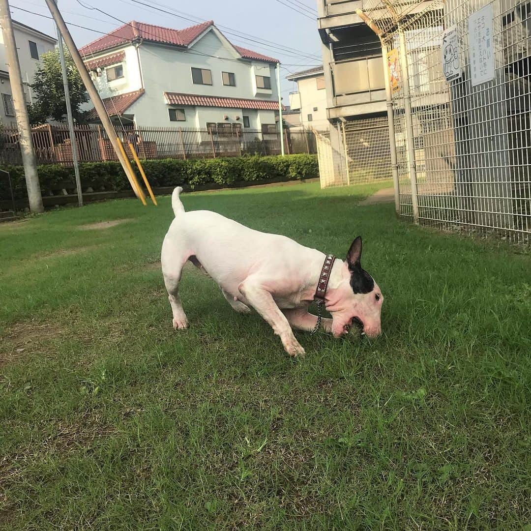 Q太郎さんのインスタグラム写真 - (Q太郎Instagram)「#minituru#bull#terrier#minibullterrier#miniturubullterrier#dog#dogstagram#cute#qtaro#love#family#ミニチュア#ブルテリア#ミニチュアブルテリア#Q太郎#ボール#遊び」8月3日 17時34分 - qtaro.jun