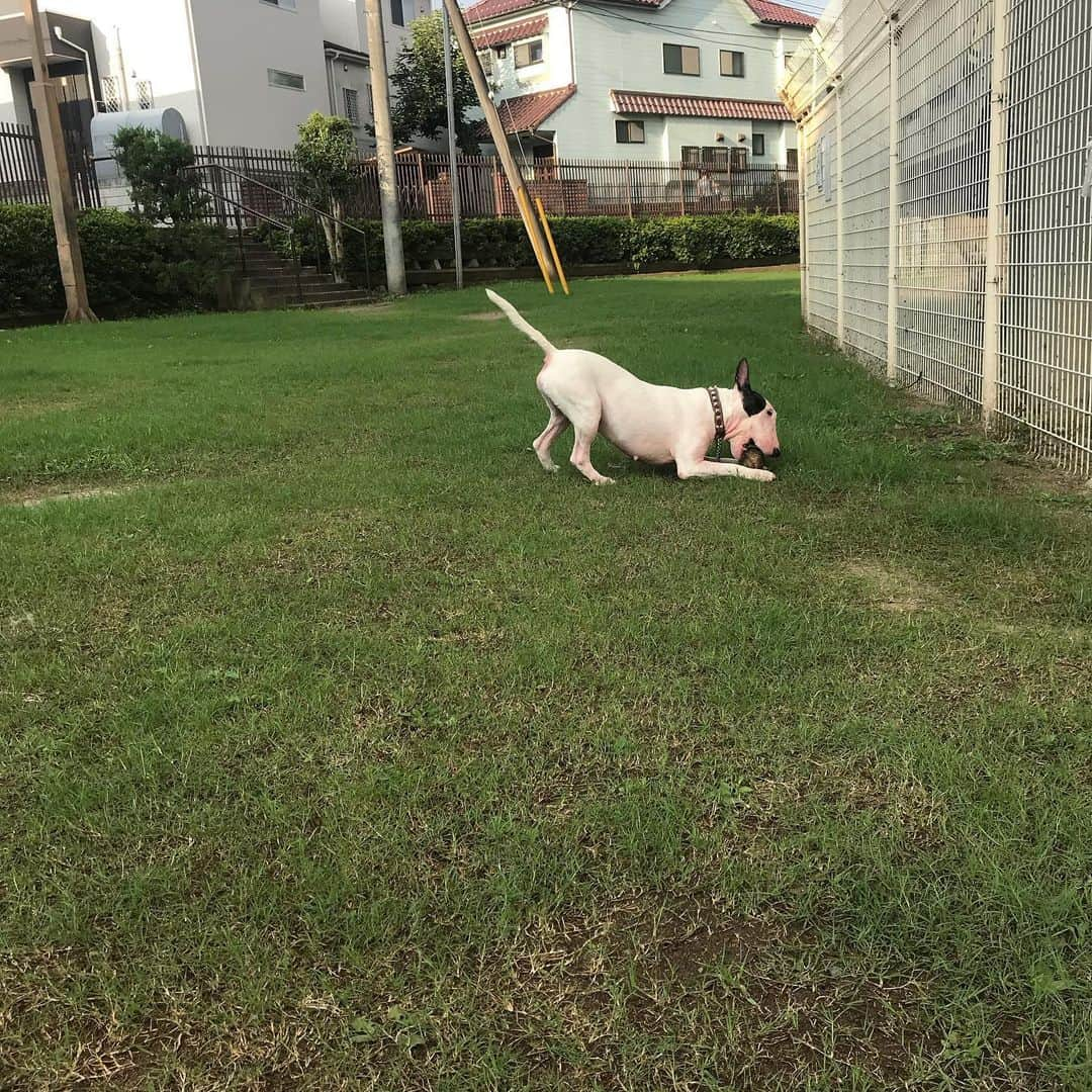 Q太郎さんのインスタグラム写真 - (Q太郎Instagram)「#minituru#bull#terrier#minibullterrier#miniturubullterrier#dog#dogstagram#cute#qtaro#love#family#ミニチュア#ブルテリア#ミニチュアブルテリア#Q太郎#ボール#遊び」8月3日 17時34分 - qtaro.jun