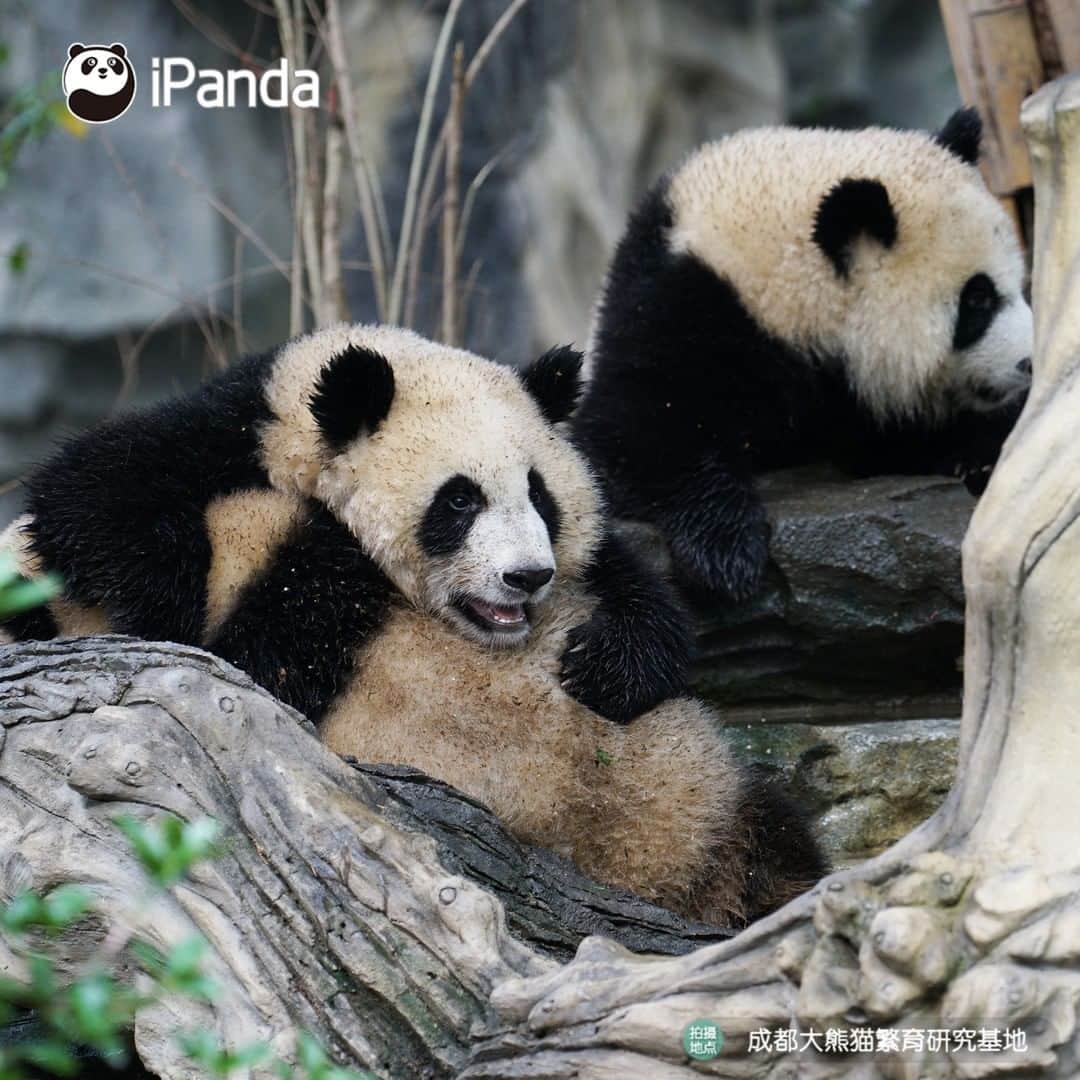 iPandaさんのインスタグラム写真 - (iPandaInstagram)「Good friends do everything together, no matter it's good or bad! It seems they’ve prepared to face mom’s fist... 🐼 🐾 🐼 #panda #ipanda #animal #pet #adorable #China #travel #pandababy #cute #photooftheday #Sichuan #cutepanda #animalphotography」8月3日 17時30分 - ipandachannel