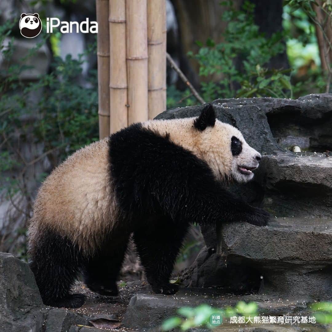 iPandaさんのインスタグラム写真 - (iPandaInstagram)「Good friends do everything together, no matter it's good or bad! It seems they’ve prepared to face mom’s fist... 🐼 🐾 🐼 #panda #ipanda #animal #pet #adorable #China #travel #pandababy #cute #photooftheday #Sichuan #cutepanda #animalphotography」8月3日 17時30分 - ipandachannel