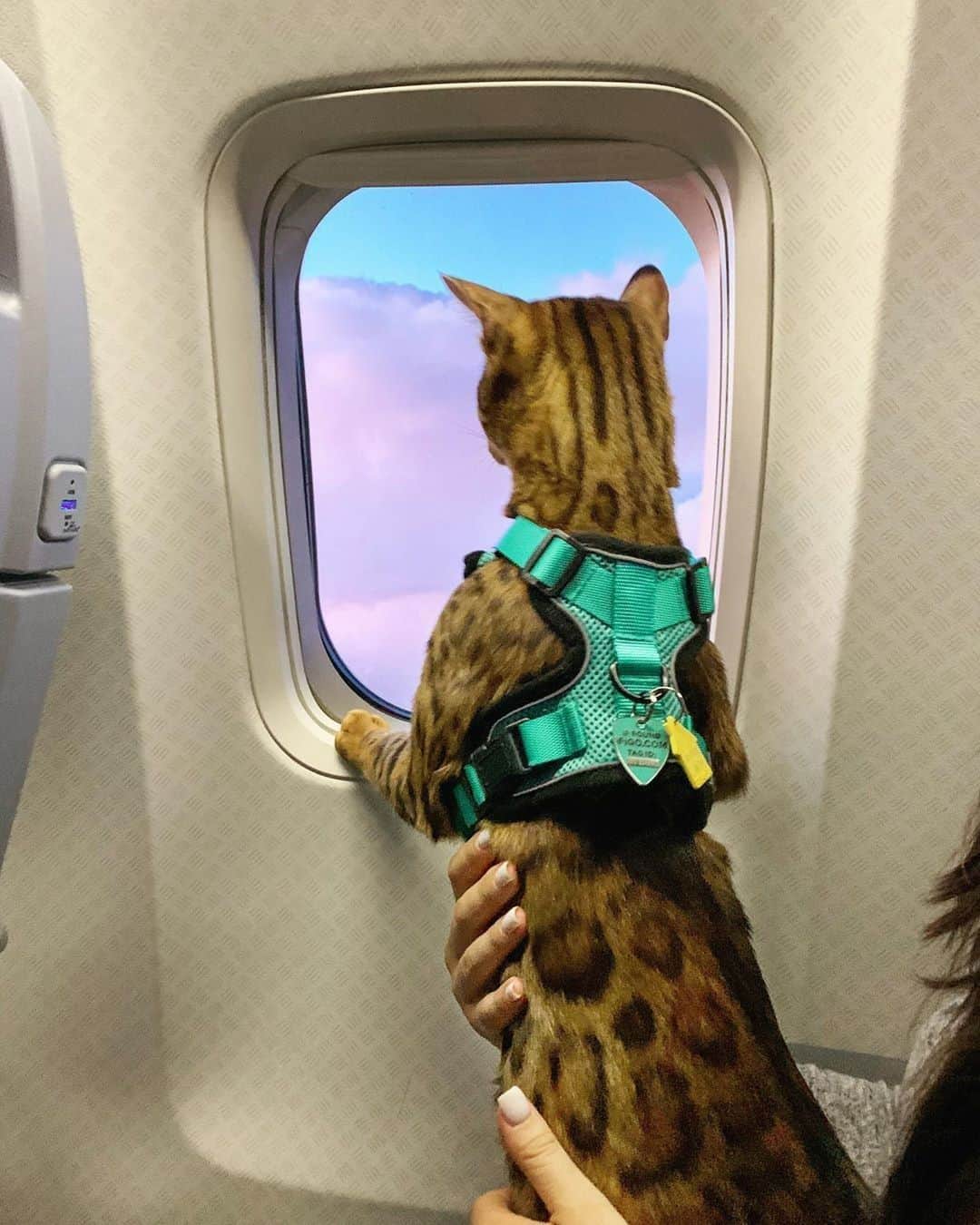 Aww Clubのインスタグラム