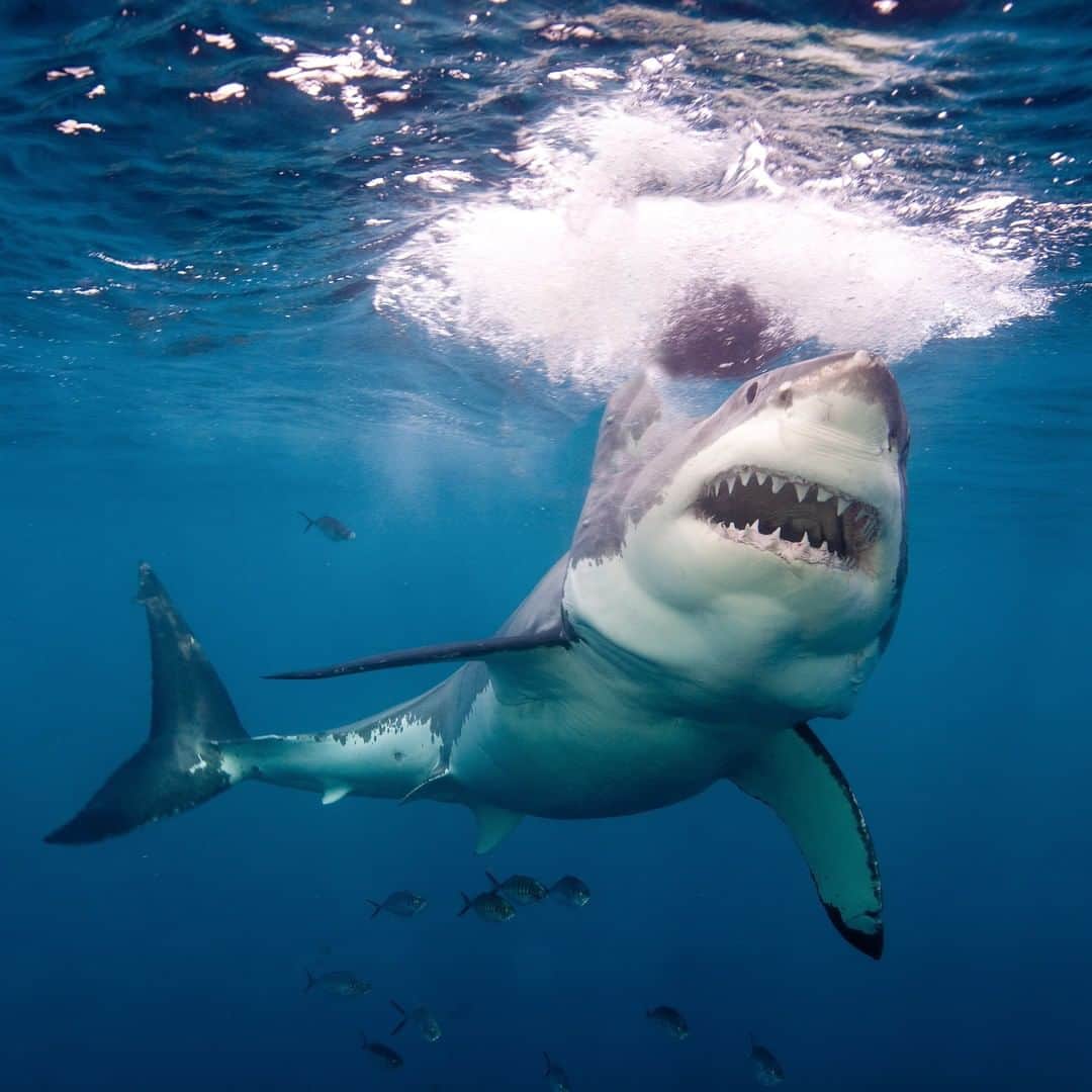 Discoveryさんのインスタグラム写真 - (DiscoveryInstagram)「Which #SharkWeek shows will you be watching? Scroll through for the schedule. 🗓🦈」8月3日 9時00分 - discovery