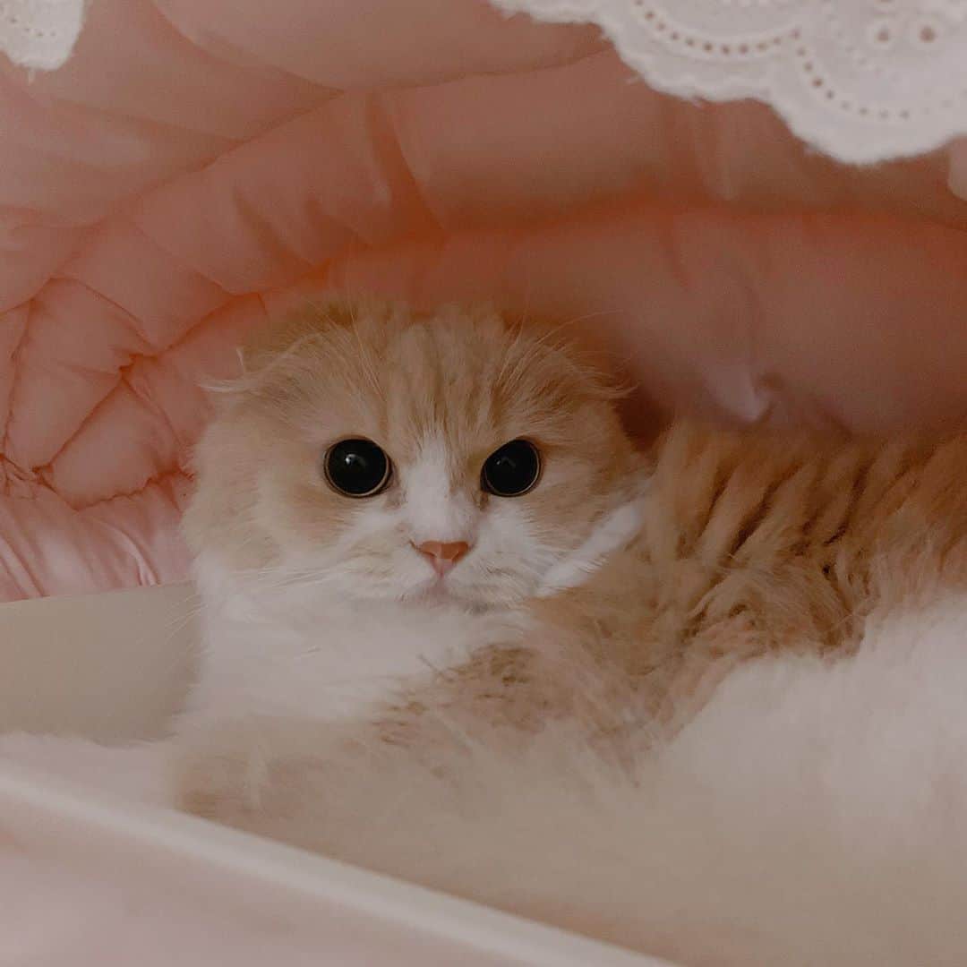 のんたのインスタグラム：「ぜーんぶかわいいぼーちゃんです❤️ かわいすぎて選べなかったので合計8枚あります！ あいらぶゆーぼー！ ・ #scottishfold #catstagram_japan #catsofinstagram#mybean#cats_of_instagram#catoftheday #ilovemycat #bestmeow #catlover #cutecat #kittensofinstagram #cute #スコティッシュフォールド#mygirl#mommysgirl」