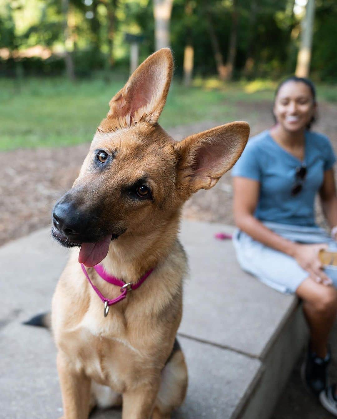 The Dogistさんのインスタグラム写真 - (The DogistInstagram)「Emmie, German Shepherd (6 m/o), Randolph Dog Park, Randolph, MA • “She’s going to a board-and-train next month. She’s sweet, she’s just…excited.”」8月3日 10時00分 - thedogist