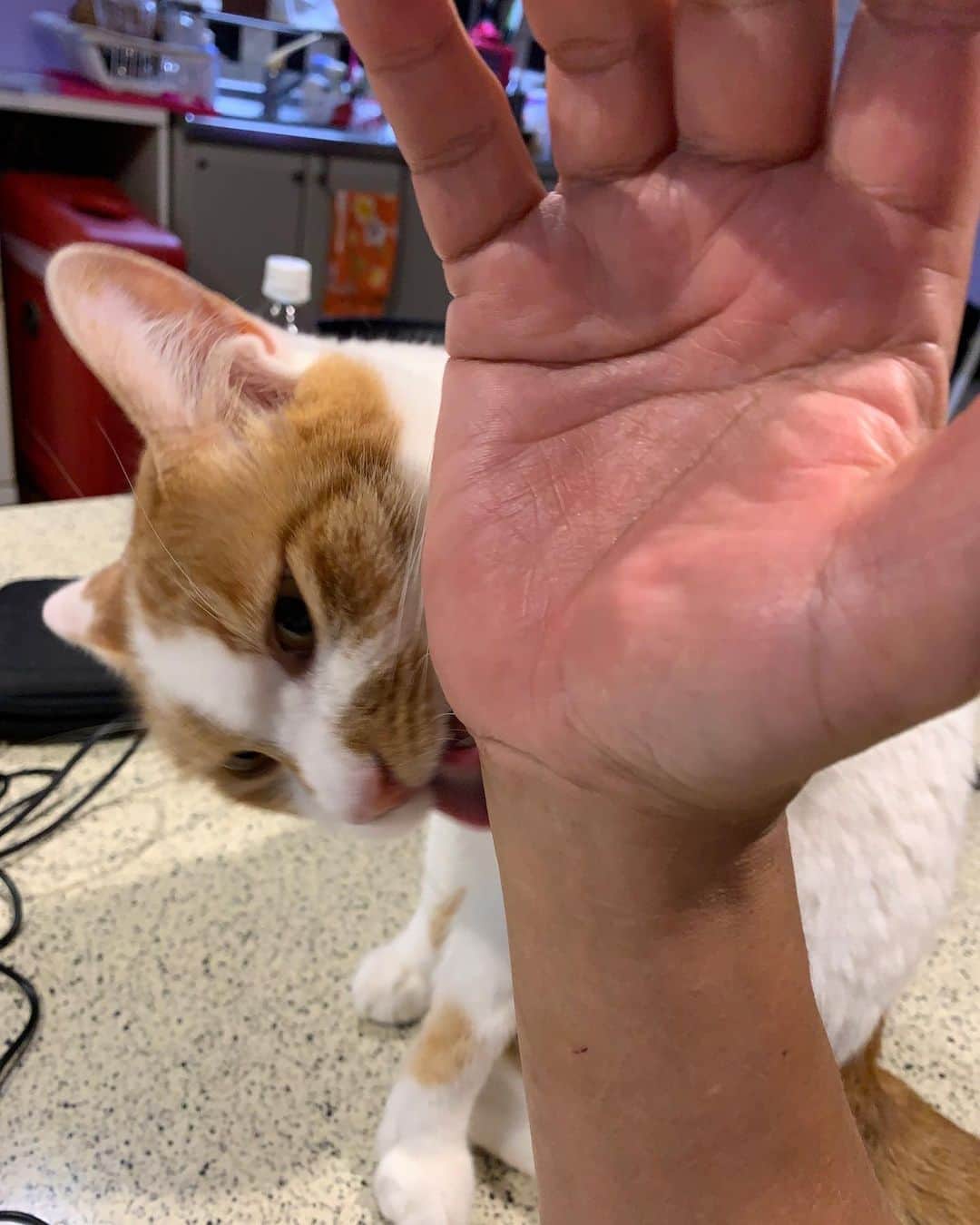 Kachimo Yoshimatsuさんのインスタグラム写真 - (Kachimo YoshimatsuInstagram)「とうちゃんのて、しょっぱくて、おいちぃなぁ！ ぺろぺろ、ぺろぺろ…  #うちの猫ら #oinari #猫 #ねこ #cat #ネコ #catstagram #ネコ部 http://kachimo.exblog.jp」8月3日 9時54分 - kachimo