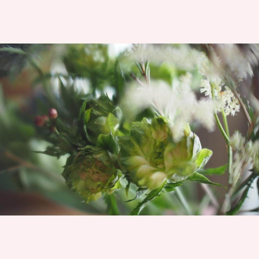 花澄さんのインスタグラム写真 - (花澄Instagram)「今回は ちょっととがり者どうしで 合わせてみました。＾＾  macro switar 26mm f1.1 olympus omd5ⅱ  #tokyo#japan#olympus#olympuspen#olympuspenepl8#switar#macroswitar#macroswitar26mm#oldlens#cinelens#オールドレンズ#シネレンズ#oldlens_tokyo#花澄#tokyocameraclub#kazumiphotography#ジャルダンノスタルジック」8月3日 10時17分 - textisan