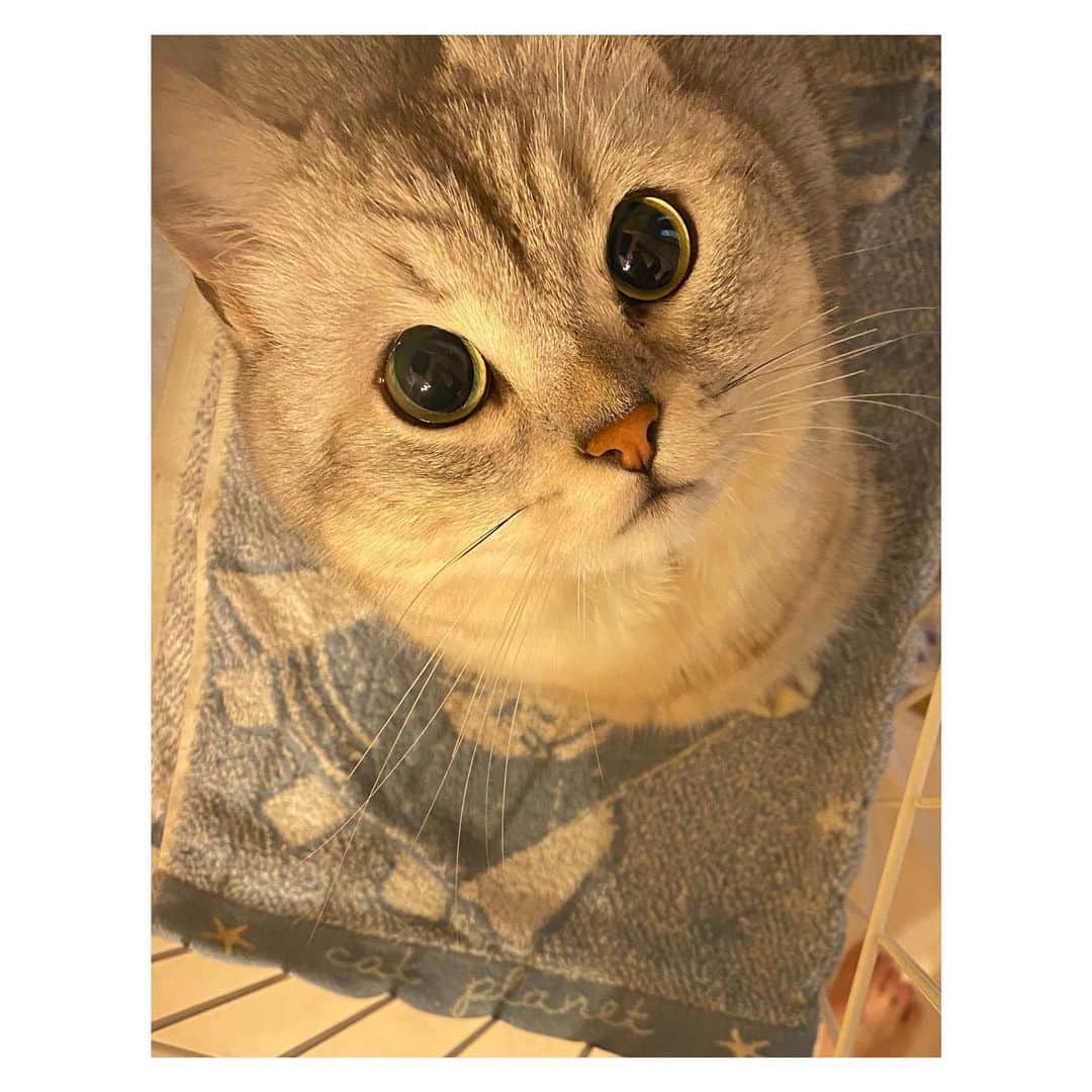 山谷花純さんのインスタグラム写真 - (山谷花純Instagram)「ニャッキーに似てる顔。  #ミヌエット #猫がいる生活 #まるとの生活 #にゃんすたぐらむ」8月3日 10時38分 - kasuminwoooow
