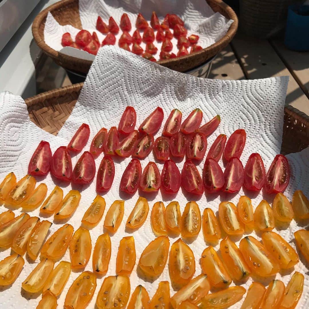 小谷あゆみのインスタグラム：「夏まっ盛りーー‼️ ８月３日はやーさーの日！（なんじゃそりゃ、惜しいな） ミニトマト干し日和！ 早速ですが、＃ベジアナのベランダ野菜クイズーー！！ Q．３枚目の写真、１つだけセオリーの違う子が紛れ込んでいるよ。どの子かな？ わかったあなたは野菜ツウーー‼️ 皆さまの楽しい頭ひねり回答お待ちしまーす！ 回答の仕方は、後から投稿を読む人のために、わかったあなたとわたしだけにわかる「ほのめかしの法則」で答えてね‼️ 間違い探しクイズ！トマティを探せ！みなさまからの楽しい回答ふるってお待ちしまーす‼️ @ Setagaya,  干しトマト２日目のベランダより」