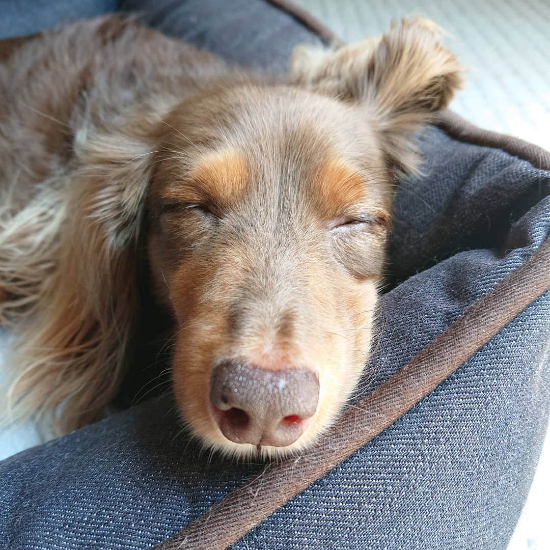 くるみんのインスタグラム：「* エアコン入れると、気持ち良さそうに寝るのzzz✨  #カニンヘンダックスフント #カニンヘン #カニンヘンダックス #カニンヘンダックスフンドの日常 #カニンヘンの会 #カニンヘンダックスフンド #チョコタンダックスフント #チョコタンダックスフンド #チョコタンダックス #チョコタン #ダックスlove #ダックス多頭飼い #ダックスフント #ダックスフンドカニンヘン #ダックス部 #ダックス大好き #ダックスフンド #ダックス #all_dog_japan #east_dog_japan #dachshundgram #dachshund #dogstagram #instagramdog #instadachs #instadog #inustagram #instagramdog #todayswanko」