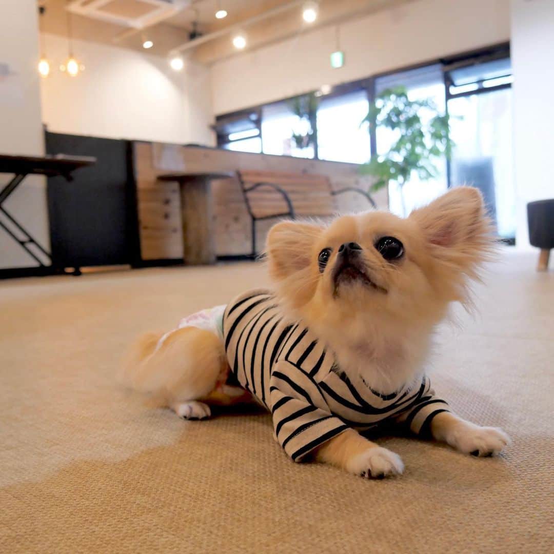 下平夏奈さんのインスタグラム写真 - (下平夏奈Instagram)「こんにちは！  8月に入り、 やっと梅雨明けしましたね✨  今日の東京は30℃近くの気温になりました。 熱中症、夏バテには気をつけて 元気に過ごしましょうね♩ : : #犬のいる暮らし  #犬 #犬のいる生活 #チワワ　 #チワワのいる暮らし  #チワワ部 #ボーダー #ボーダートップス  #dog #dogs #dogstagram #doglover」8月3日 11時19分 - kana0412.sss