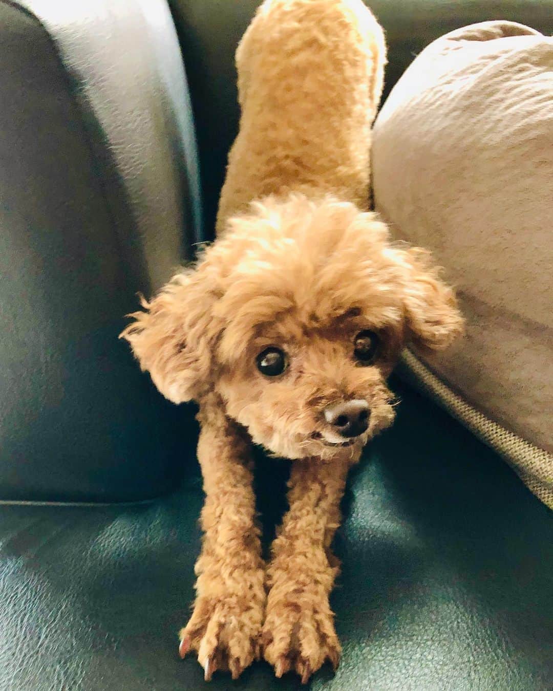 棚橋弘至さんのインスタグラム写真 - (棚橋弘至Instagram)「ハナの伸び。 #toypoodle ※撮影 息子」8月3日 11時45分 - hiroshi_tanahashi