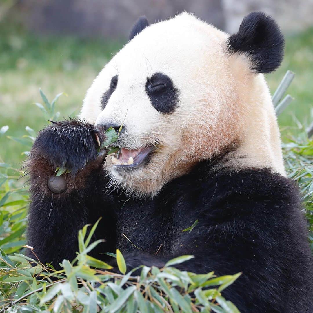 パンダ（白浜）さんのインスタグラム写真 - (パンダ（白浜）Instagram)「#結浜 in Panda love Era. bamboo flaver #photography  #adventureworld  🐼😊🐼  #ADVENTUREWORLDPANDAS #baby #HELLOLITTLE #pandamental #hellopanda #ハローリトル #ハローパンダ #パンダグラビア #パンダ　and #panda #pandababy 🐼🐼🐼」8月3日 12時17分 - hellopanda_book