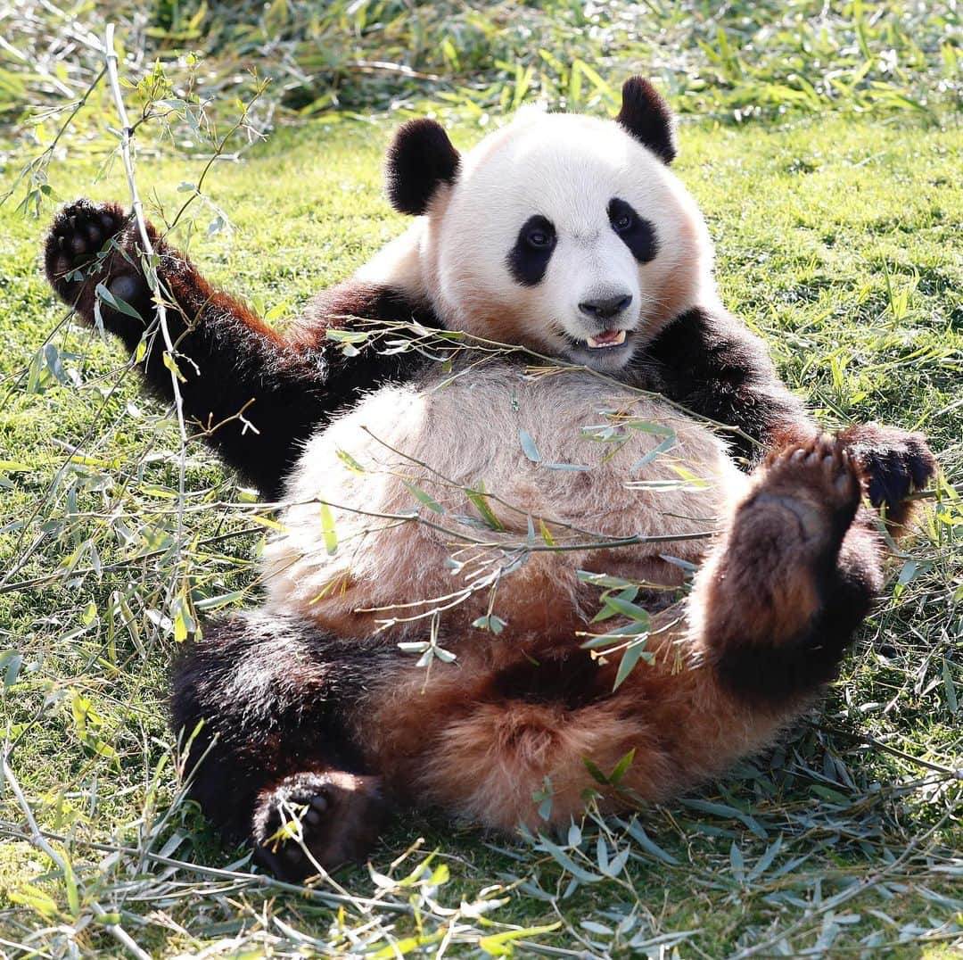 パンダ（白浜）さんのインスタグラム写真 - (パンダ（白浜）Instagram)「#結浜 in Panda love Era. bamboo flaver #photography  #adventureworld  🐼😊🐼  #ADVENTUREWORLDPANDAS #baby #HELLOLITTLE #pandamental #hellopanda #ハローリトル #ハローパンダ #パンダグラビア #パンダ　and #panda #pandababy 🐼🐼🐼」8月3日 12時17分 - hellopanda_book