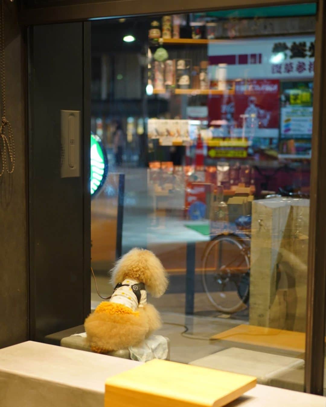 Toypoodle Mikuru?Asakusa Tokyoのグルメインスタ