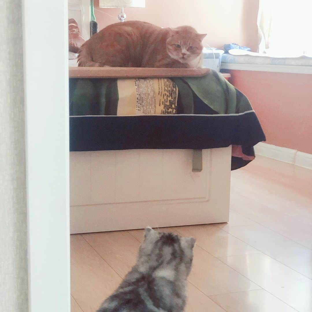 ルフさんのインスタグラム写真 - (ルフInstagram)「Day 9, we pick #Fold up back home,due to i have 2 unhealthy cats #luhu and #bardie need take good care of, so Fold is living with my brother,he has 4 cats now incl Fold 😊.This is first time Fold meet his 2nd brother Huhu, Not surprisingly, the first meeting was not friendly 😂😂. - - #cats #rescuecat #angels #adorable #lovely #funny #dontgiveup #familylove」8月3日 12時36分 - lanlan731